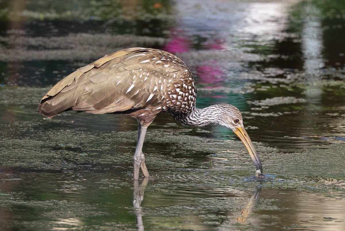 Limpkin - ML574960661