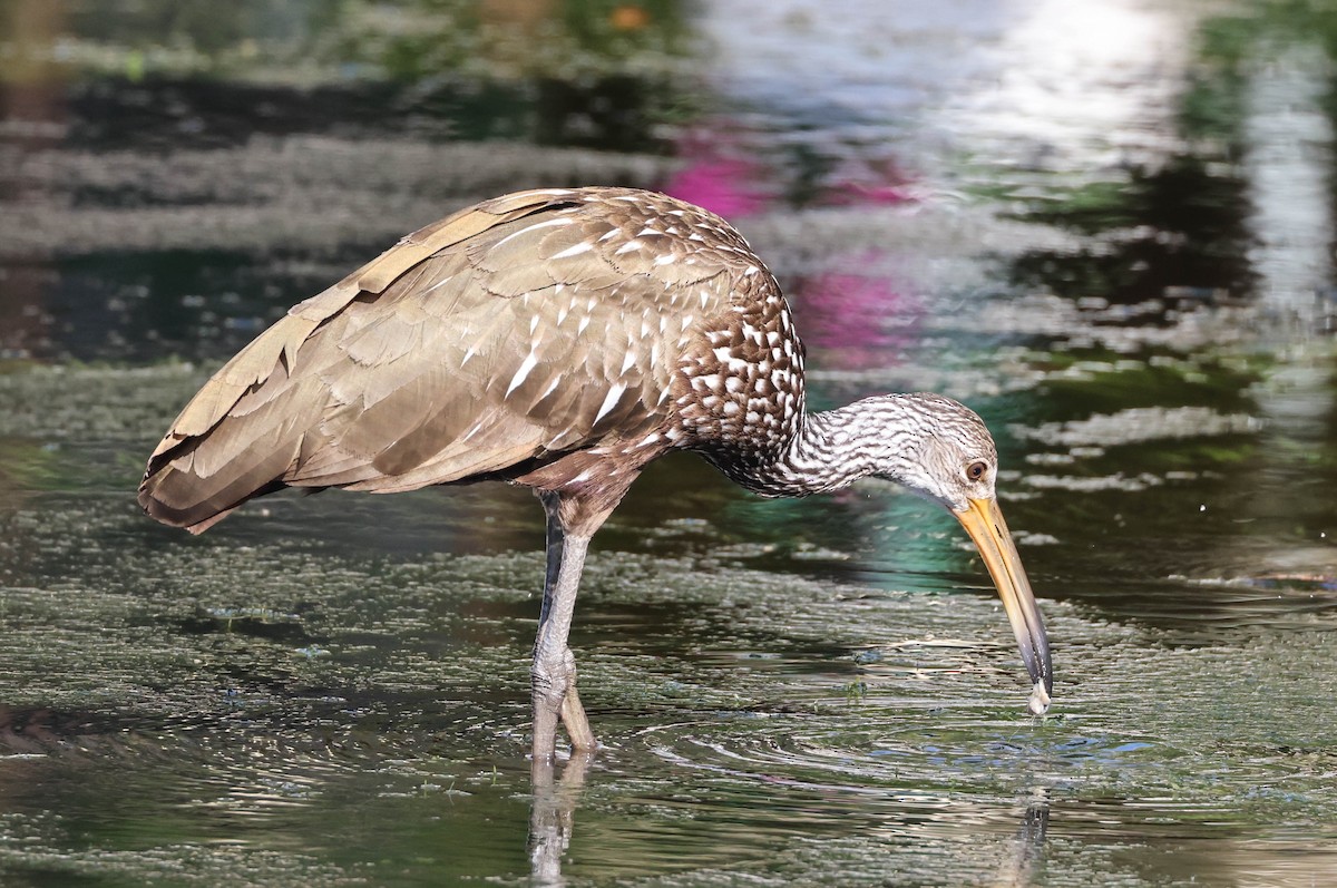 Limpkin - ML574960671