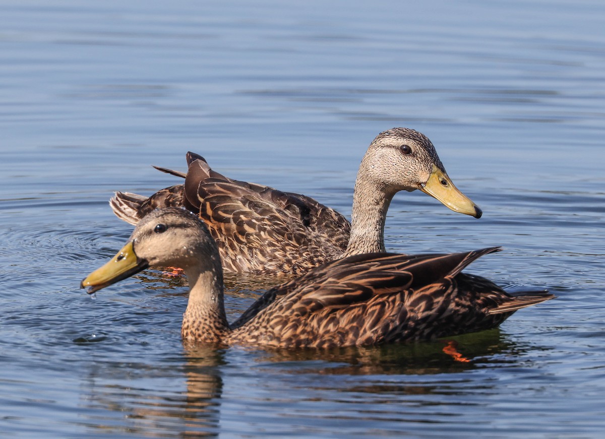 Mottled Duck (Florida) - ML574960811