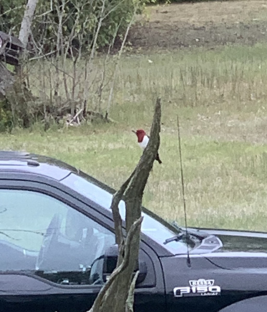 Red-headed Woodpecker - ML574960991