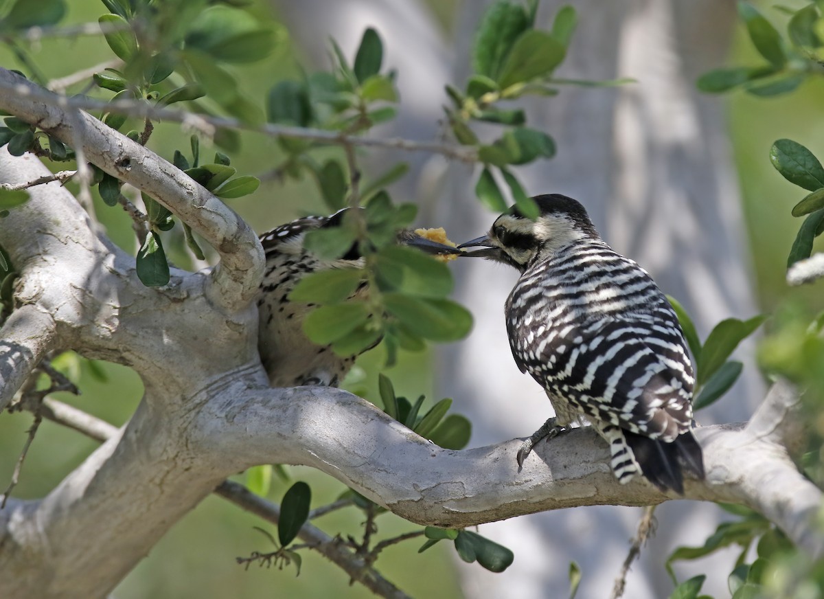 Ladder-backed Woodpecker - Laura Keene