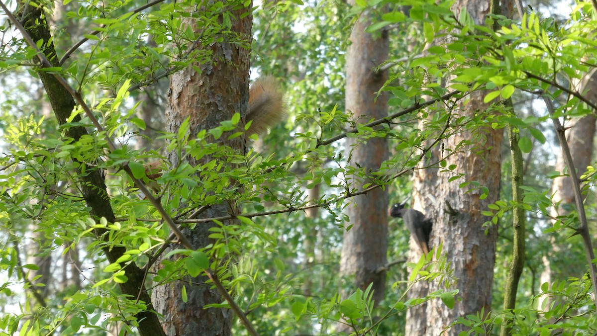 Black Woodpecker - ML574962941