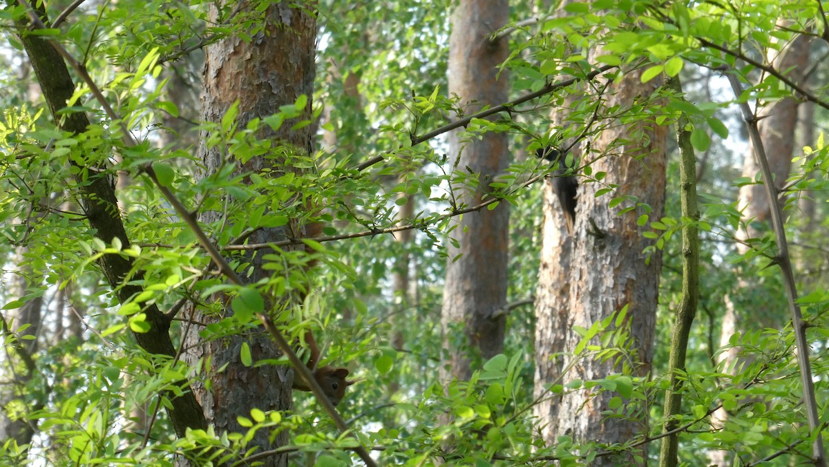 Black Woodpecker - ML574962961