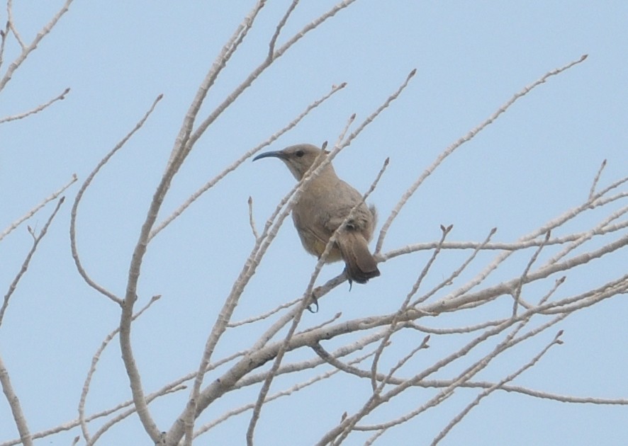 LeConte's Thrasher - Alan Bade