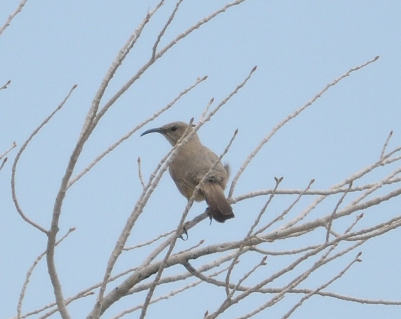 LeConte's Thrasher - ML574963121