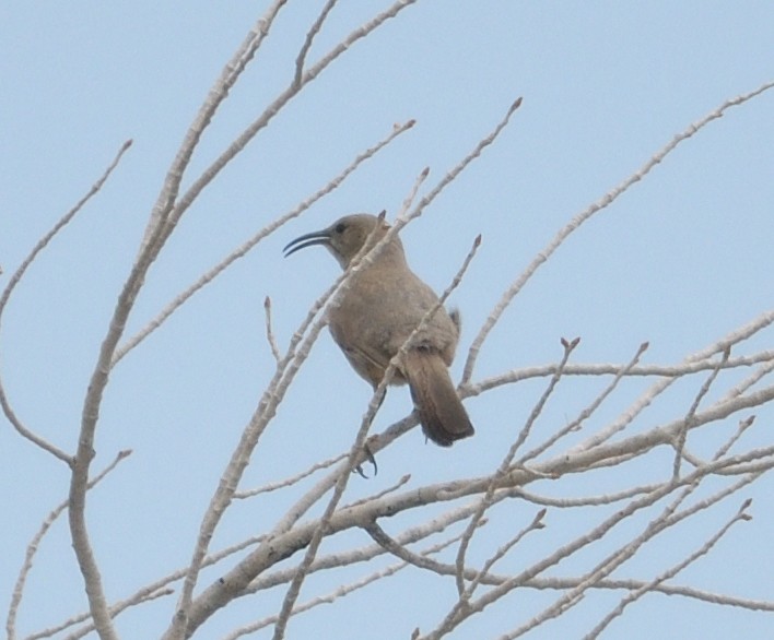 LeConte's Thrasher - Alan Bade