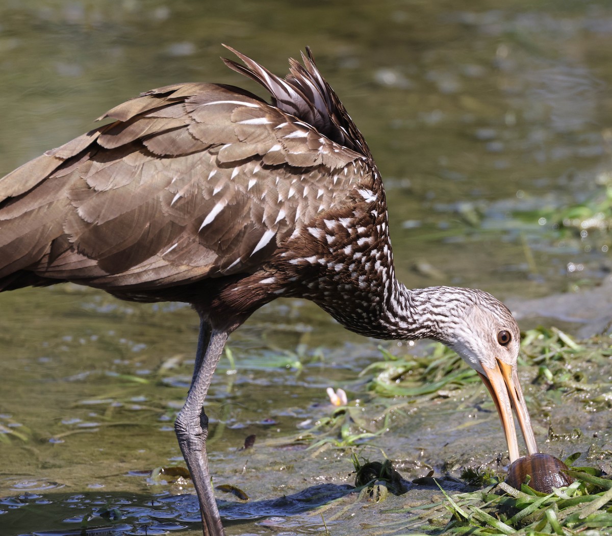 Limpkin - ML574963741