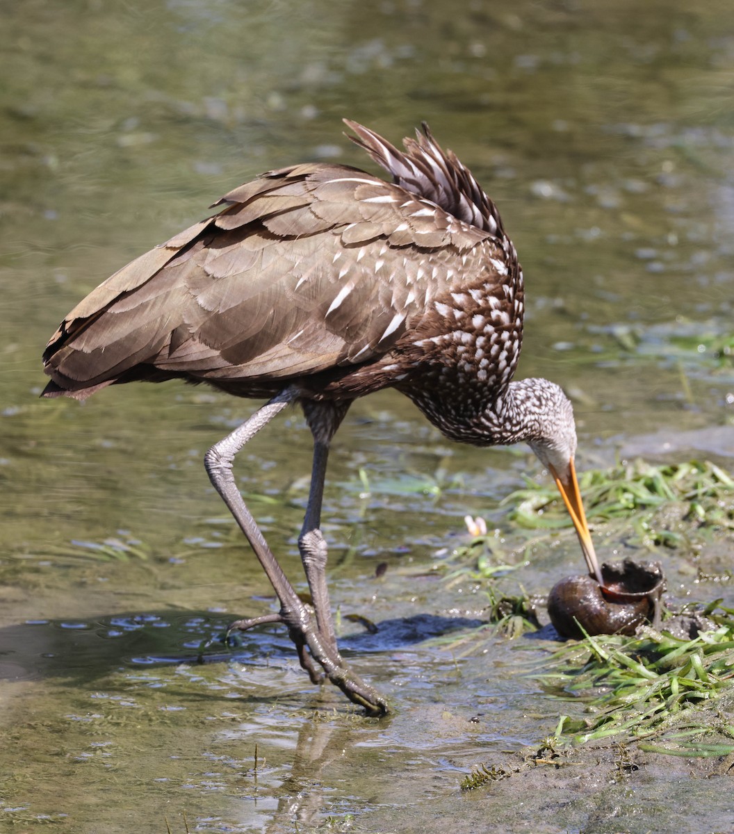 Limpkin - ML574963761