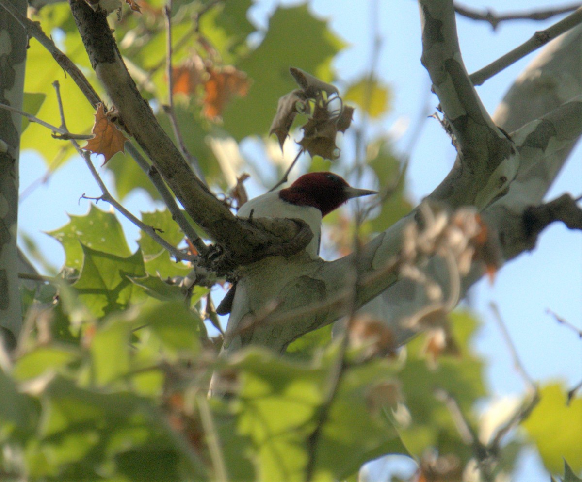 Red-headed Woodpecker - ML574963861