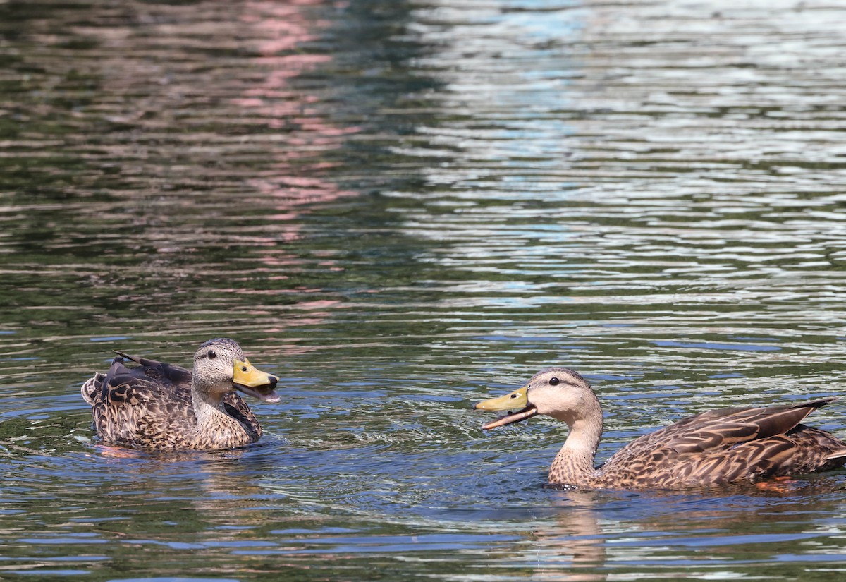 Mottled Duck (Florida) - ML574964241