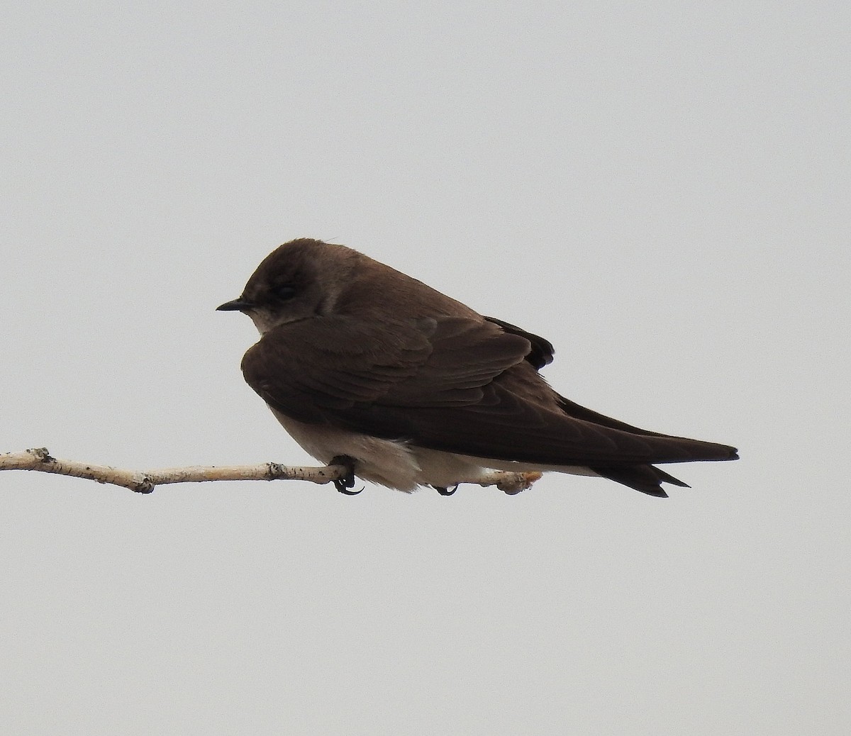 Northern Rough-winged Swallow - Glenn Pearson