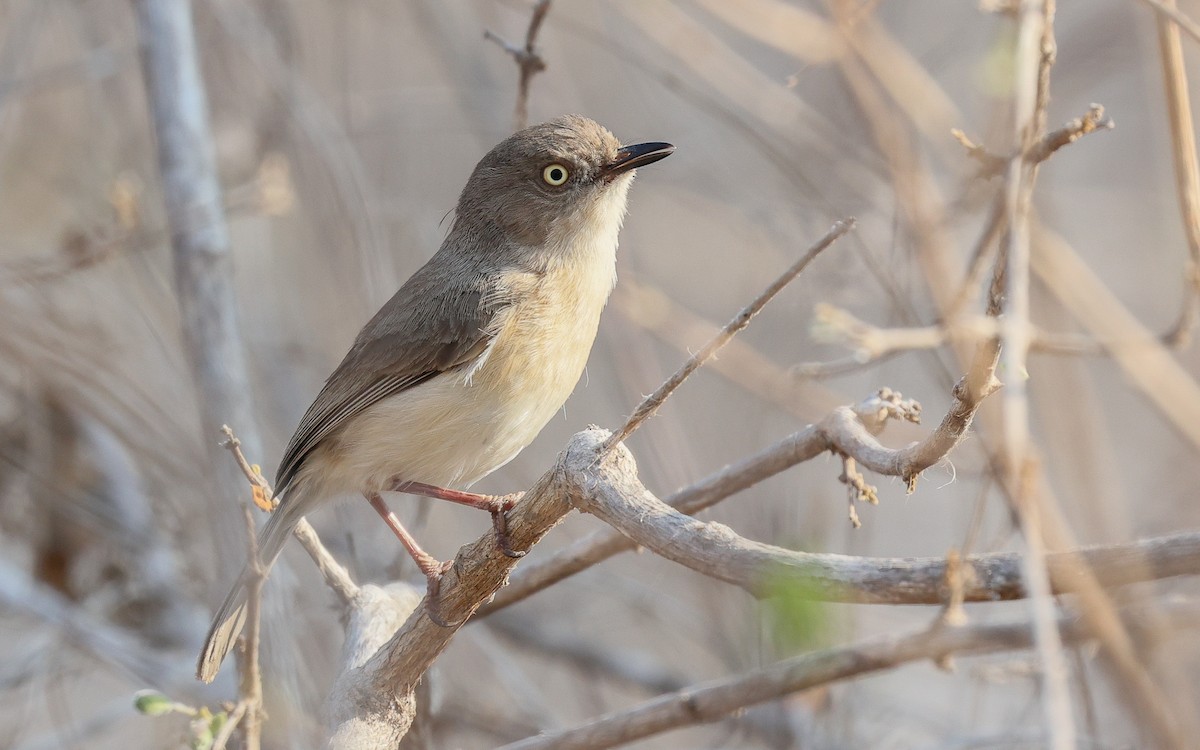 Common Newtonia - Dominic Rollinson - Birding Ecotours