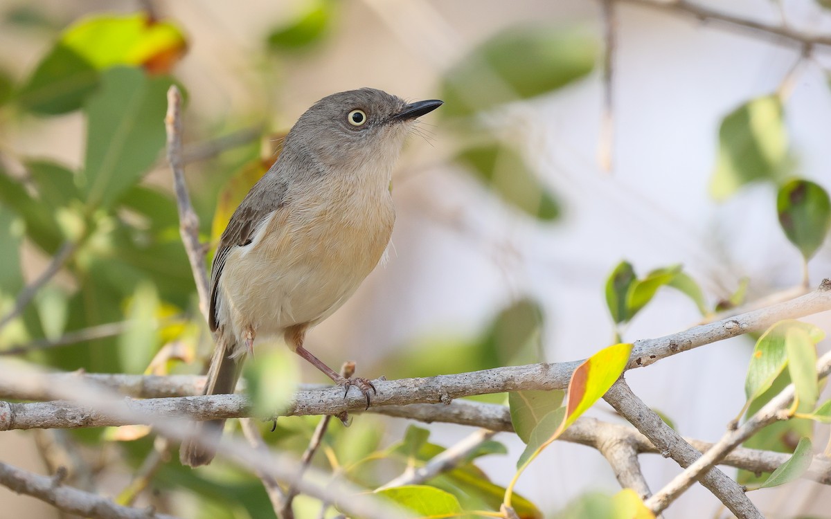 Common Newtonia - Dominic Rollinson - Birding Ecotours