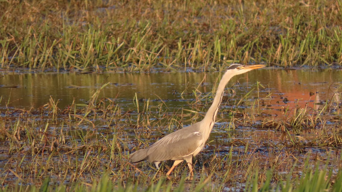 Gray Heron - ML574968481