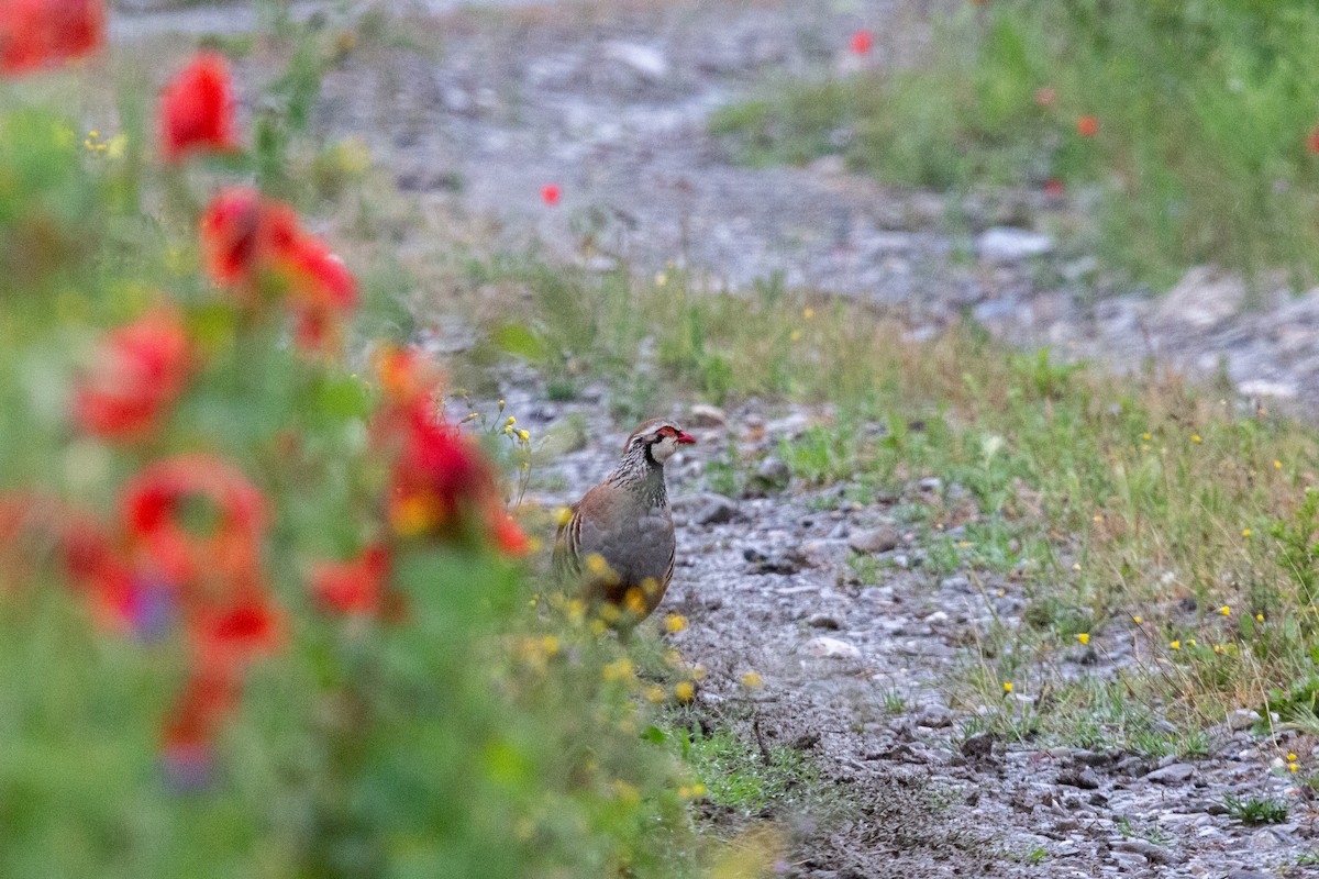 Red-legged Partridge - ML574968901