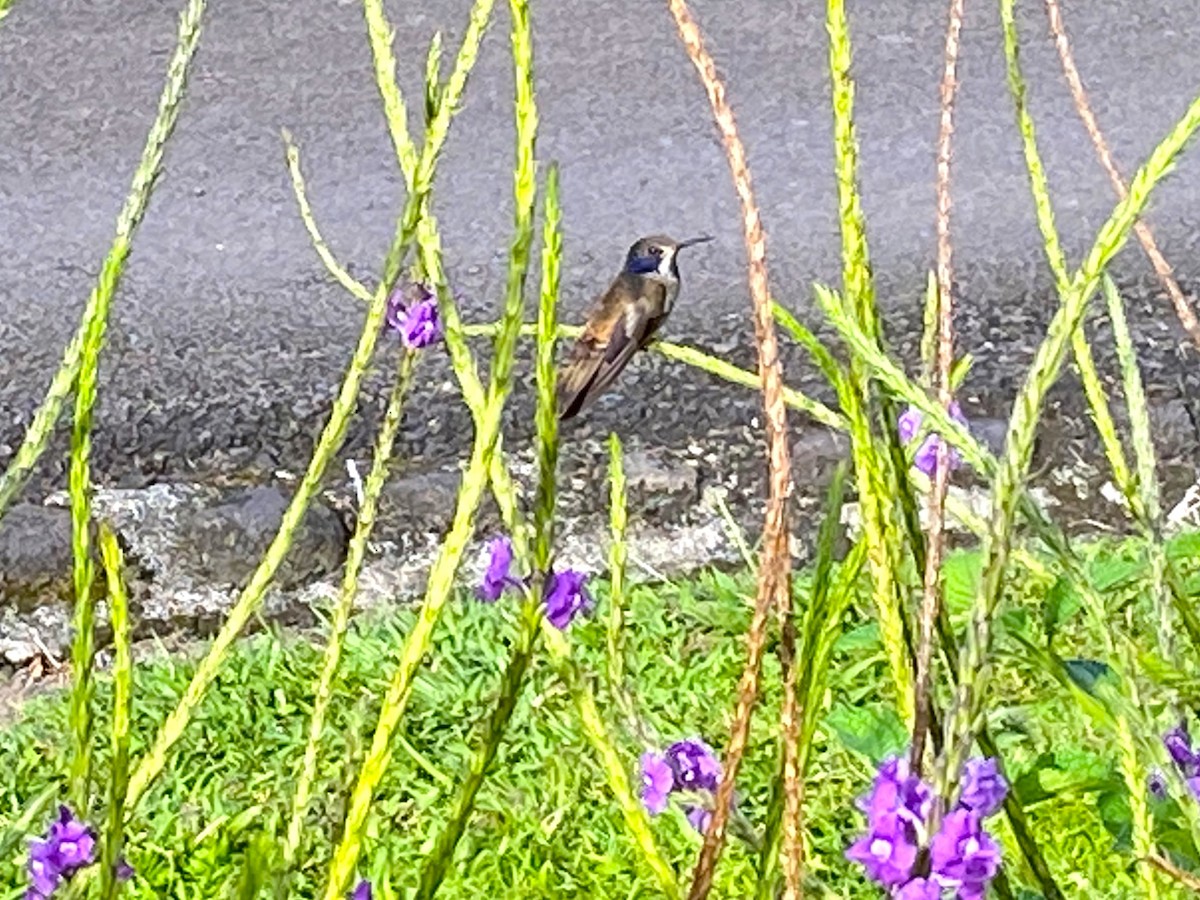 Brown Violetear - Kathryn Hyndman