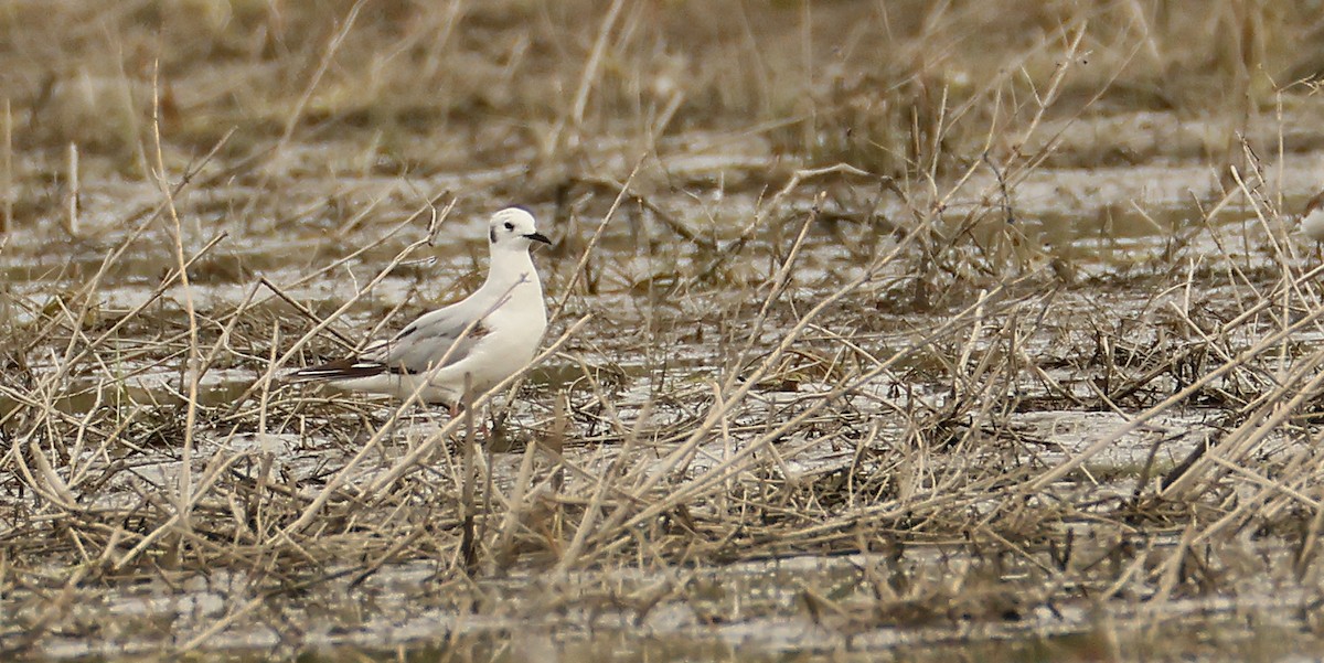 Bonaparte's Gull - ML574969761