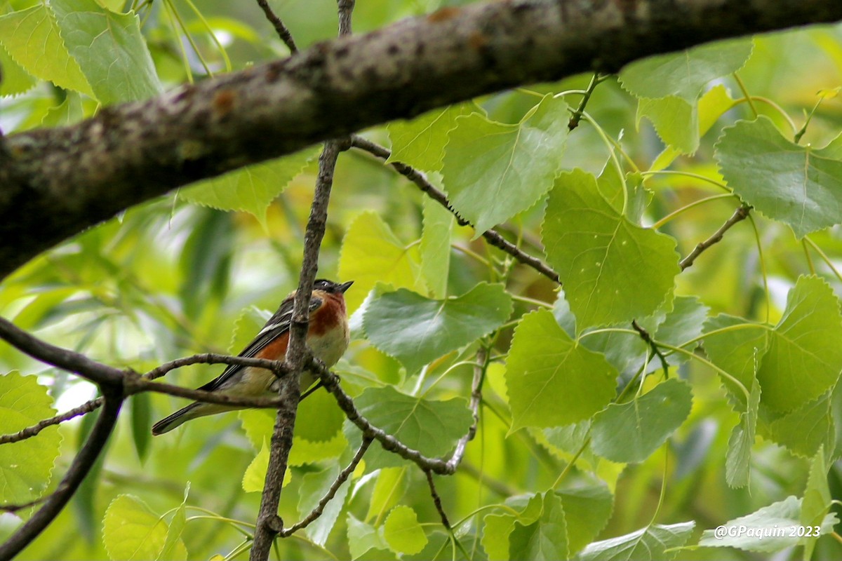 Bay-breasted Warbler - ML574969901