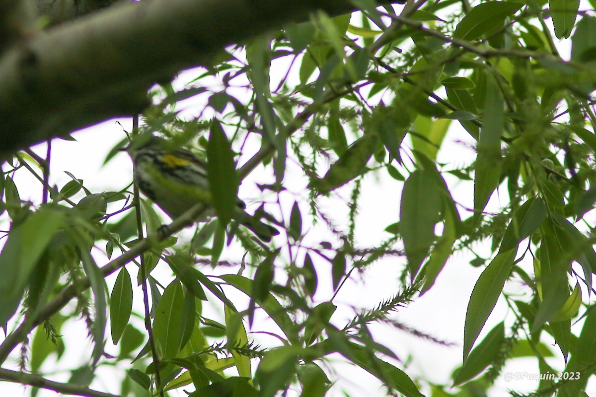 Yellow-rumped Warbler - ML574970031