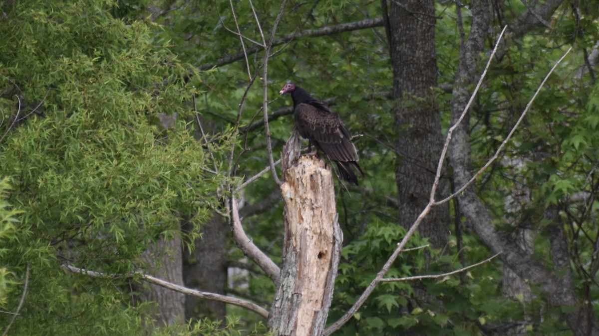 Turkey Vulture - ML574971481