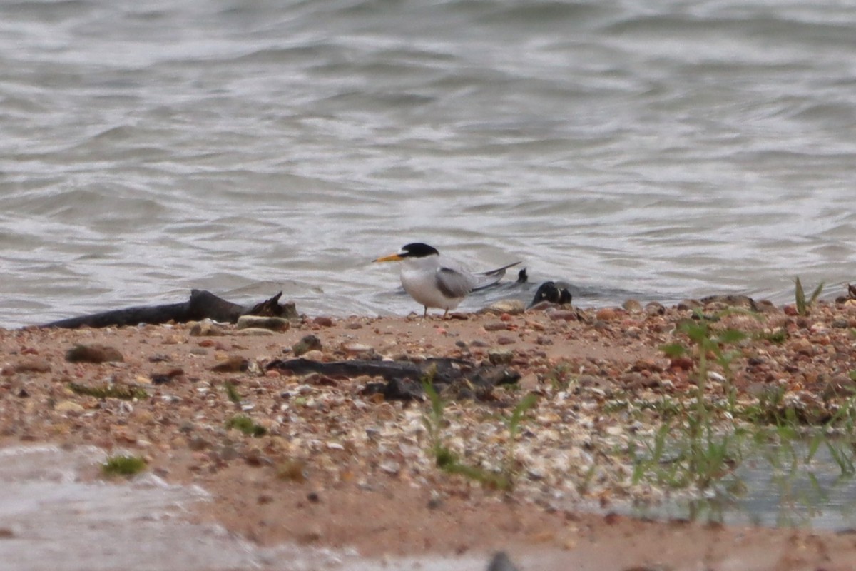 Least Tern - ML574972191