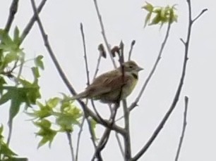 Dickcissel - ML574973871