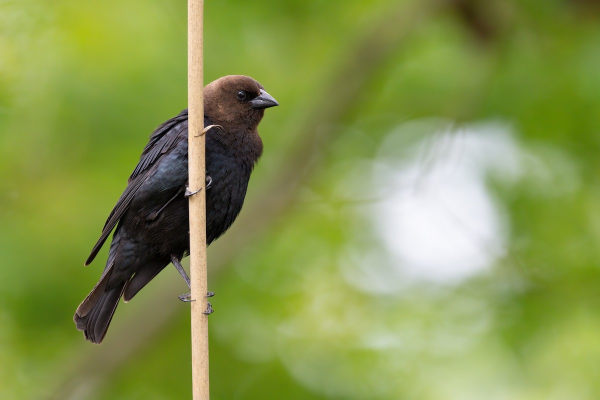 Brown-headed Cowbird - ML574974141