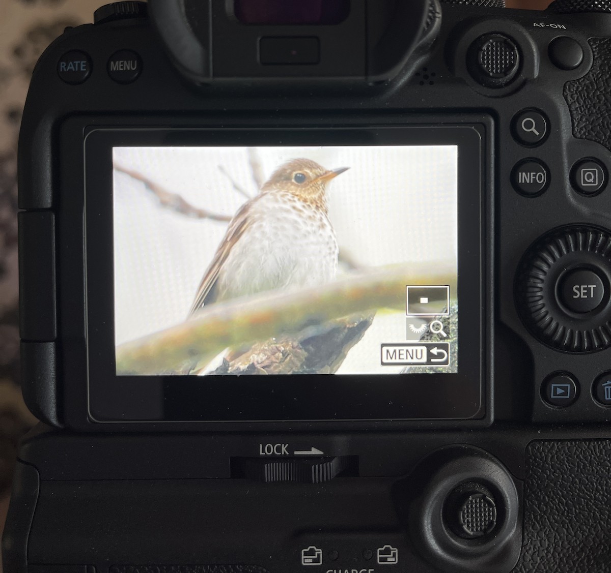 Hermit Thrush - ML574974451
