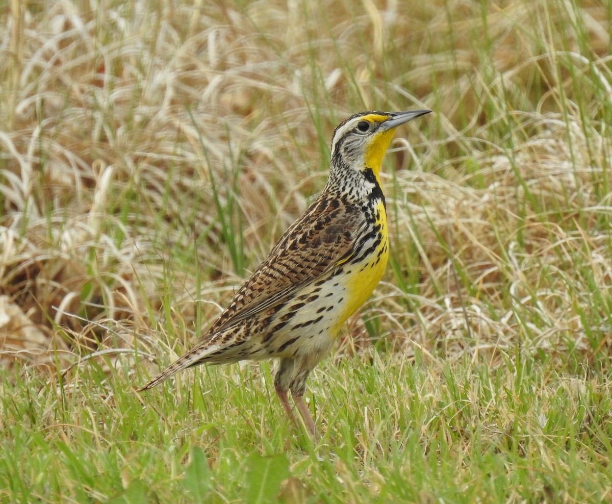 Western Meadowlark - ML57497621