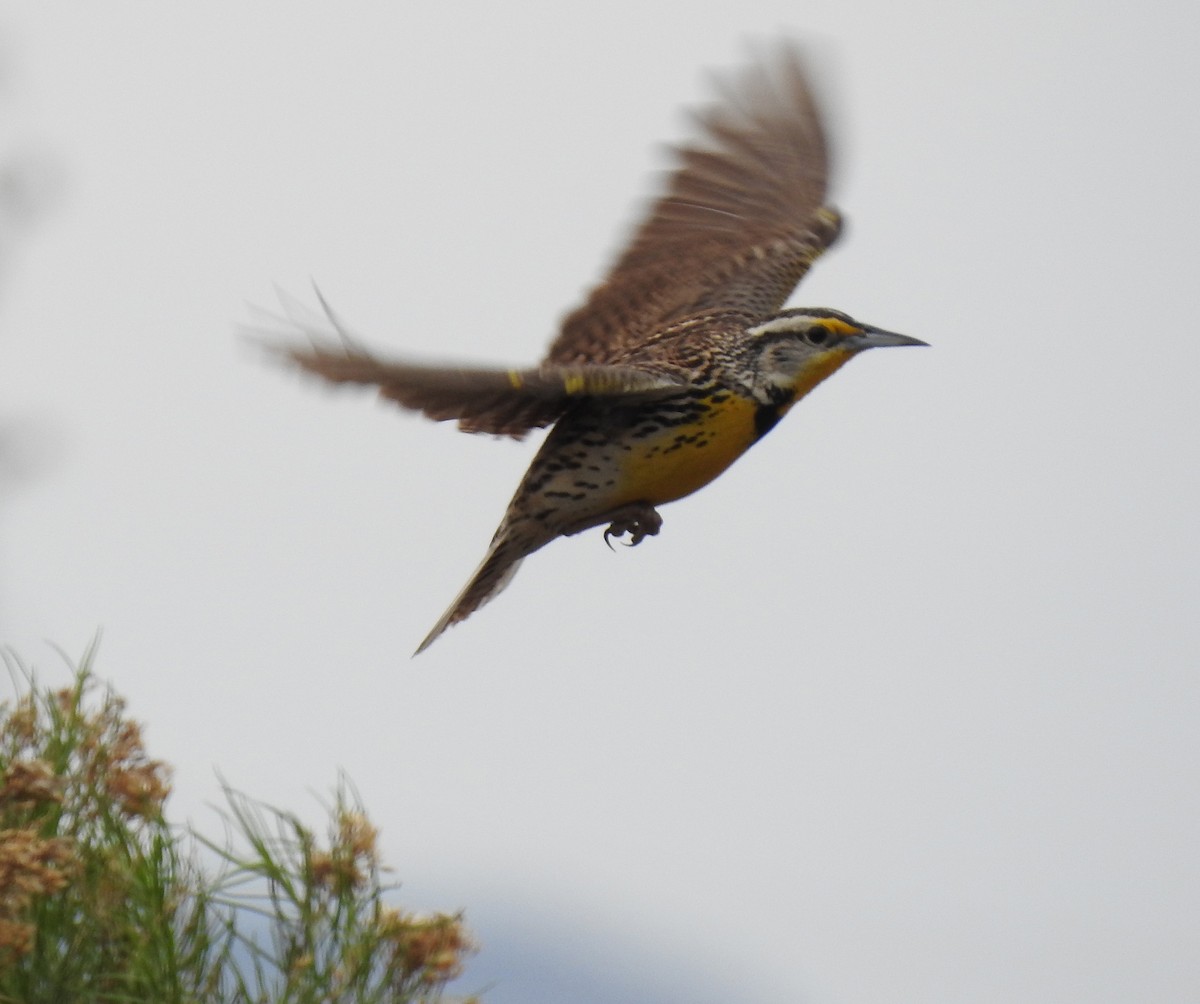 Western Meadowlark - ML57497631