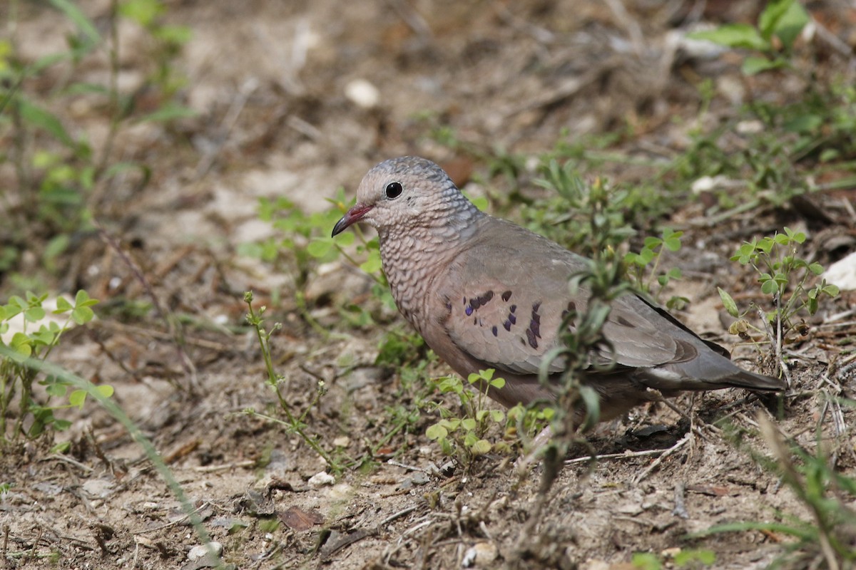 Common Ground Dove - ML574977331