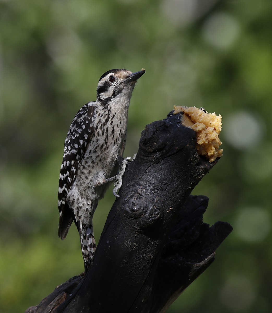 Ladder-backed Woodpecker - Laura Keene