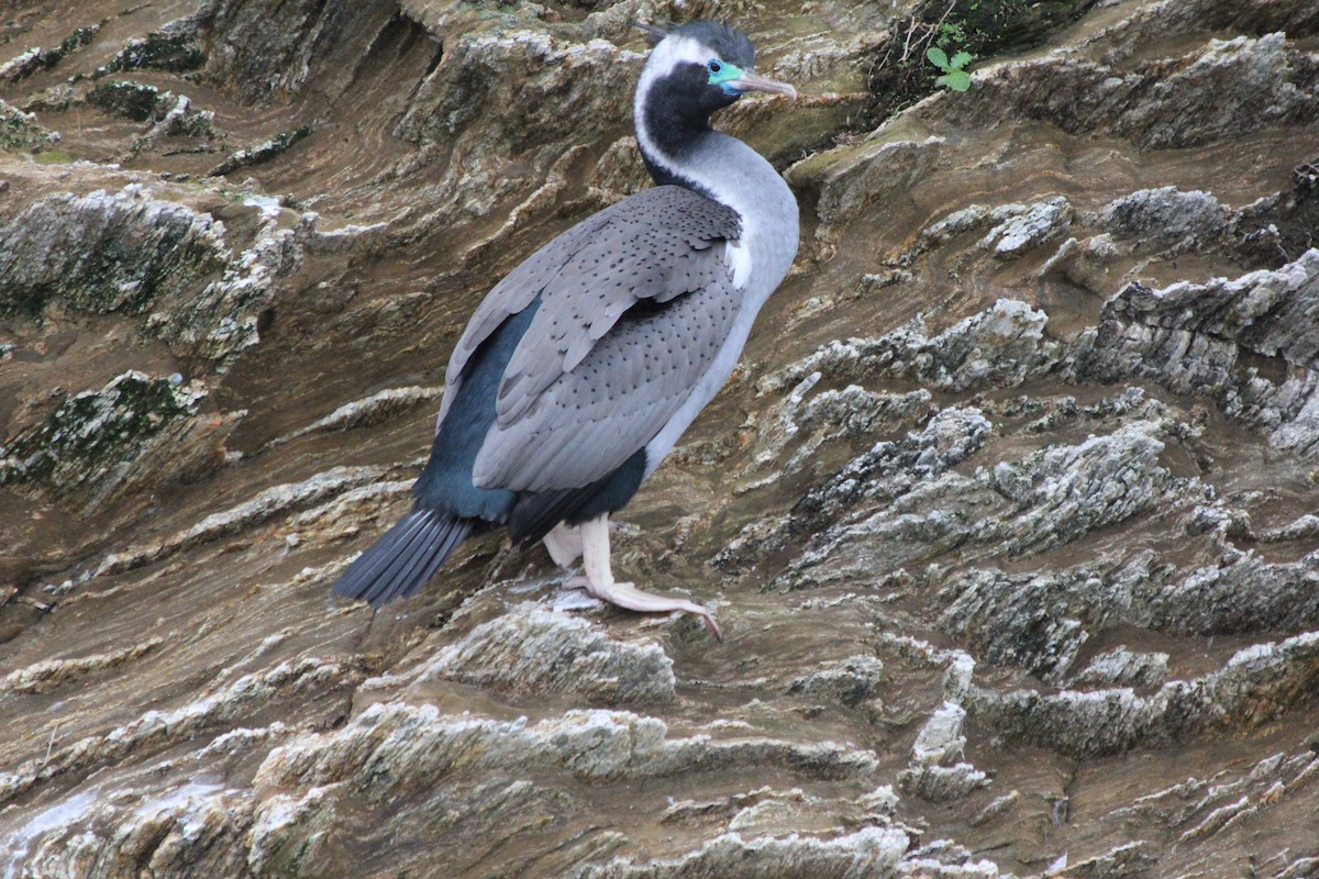 Spotted Shag - ML57497781