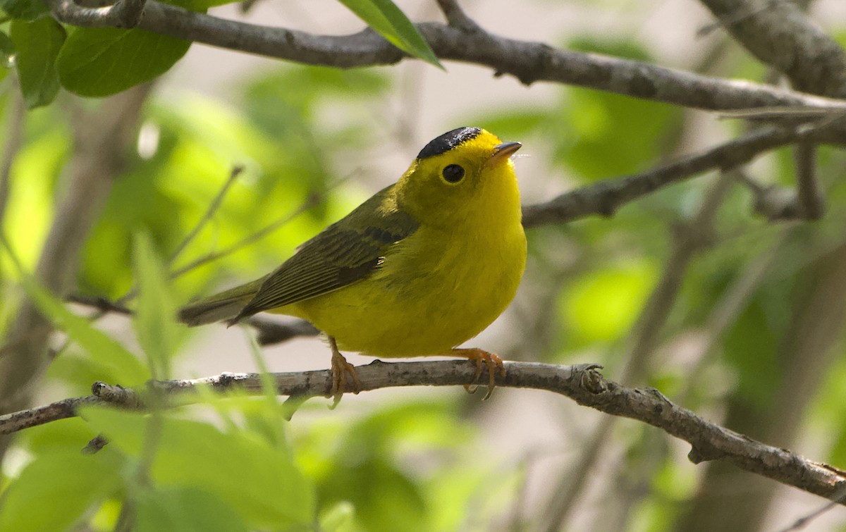 Wilson's Warbler - ML574977871