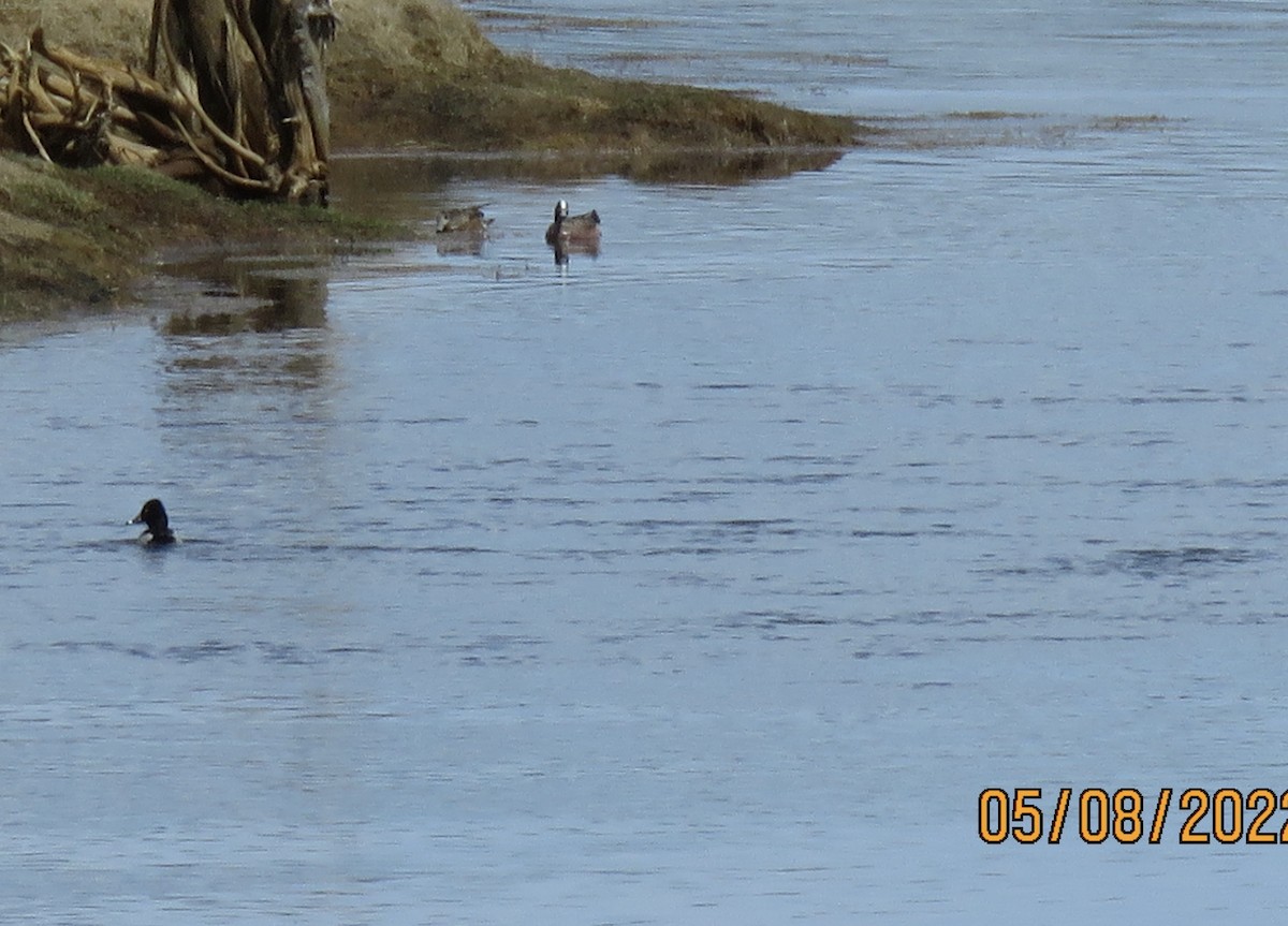 American Wigeon - ML574978301