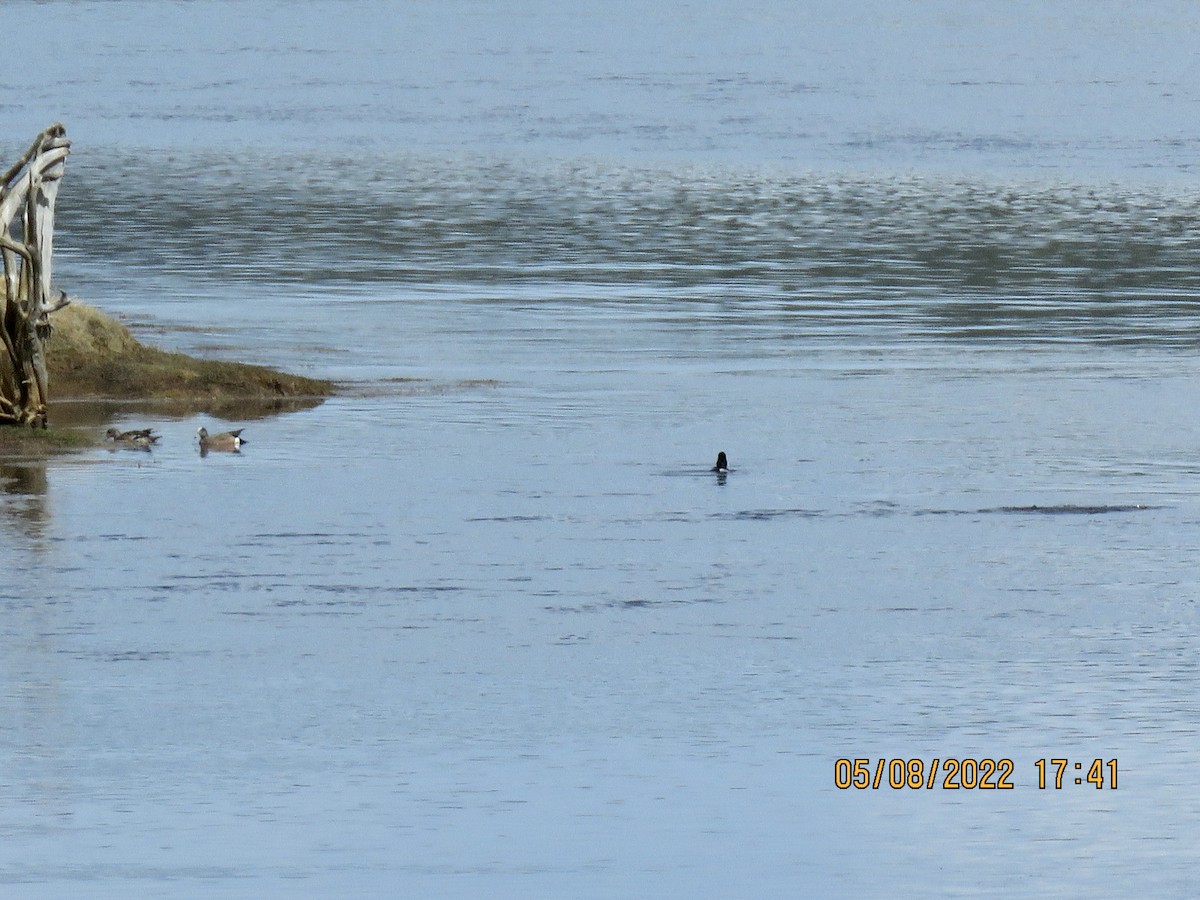 American Wigeon - ML574978331