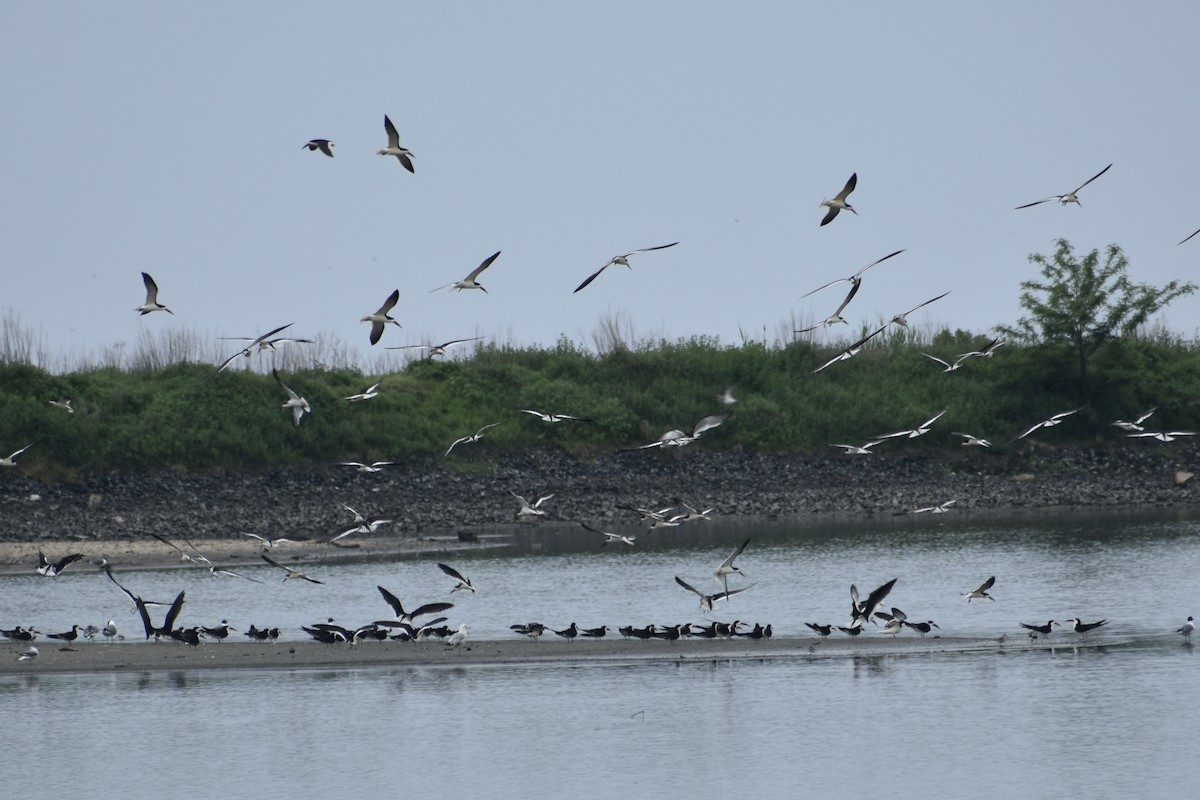 Black Skimmer - ML574979031