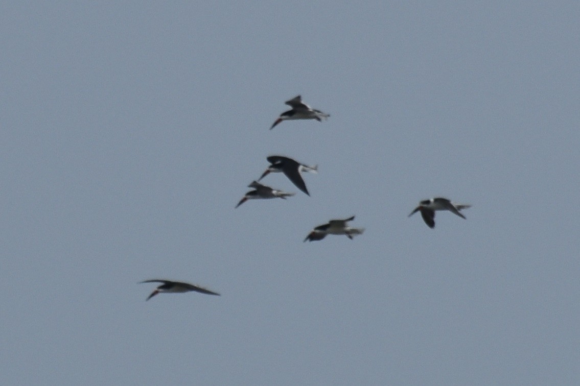 Black Skimmer - ML574979051