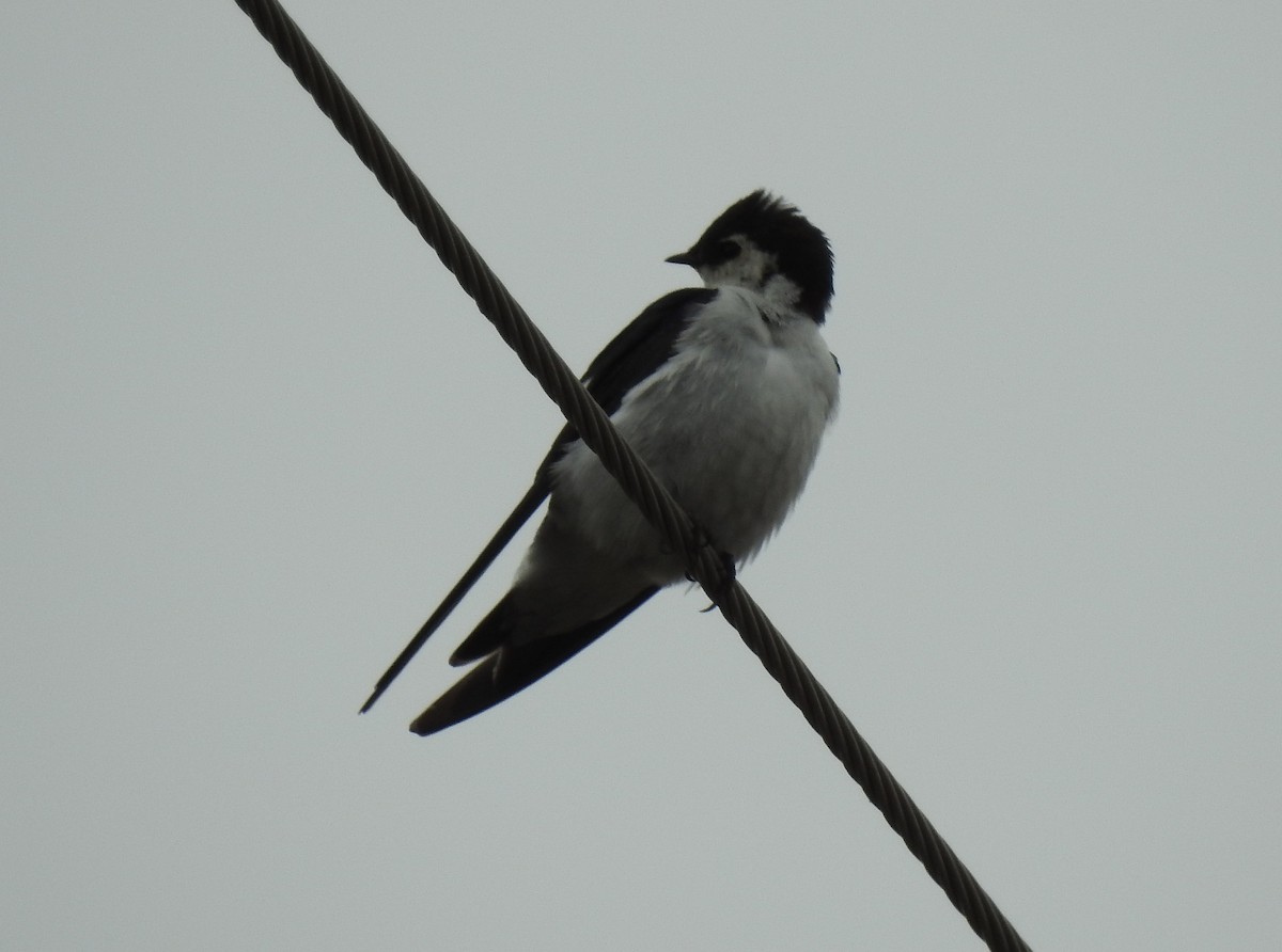 Violet-green Swallow - ML57497991