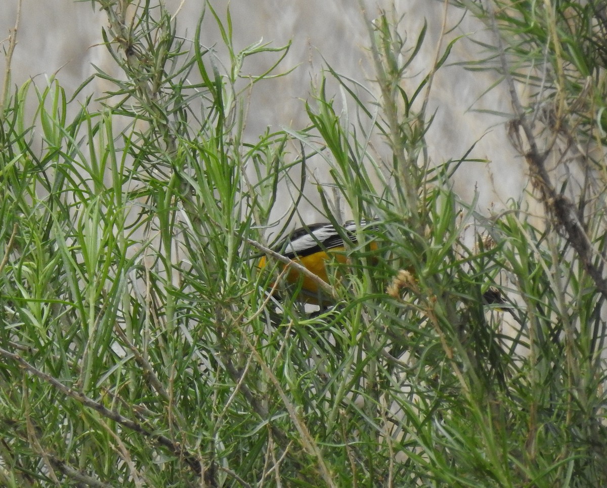 Bullock's Oriole - ML57498071