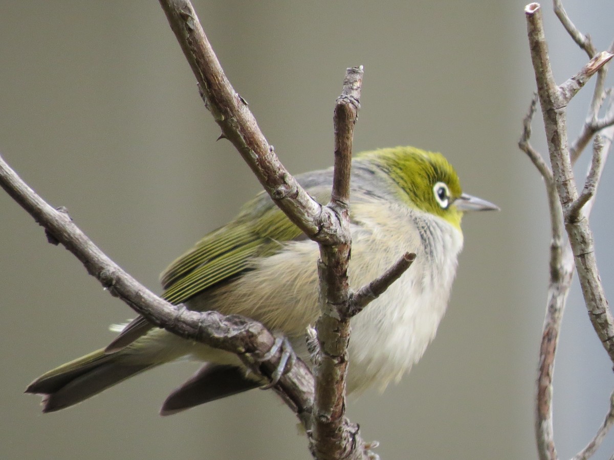 Silvereye - ML57498081