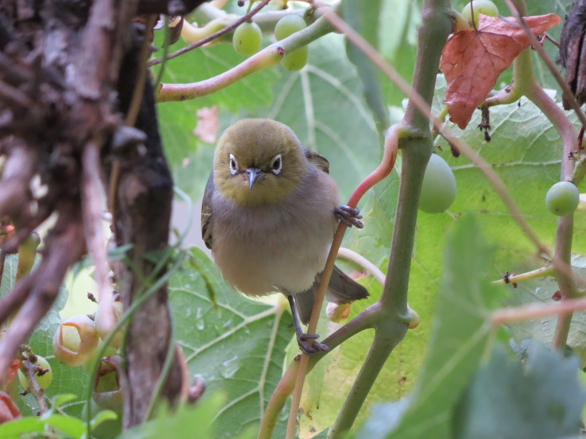 Silvereye - ML57498091