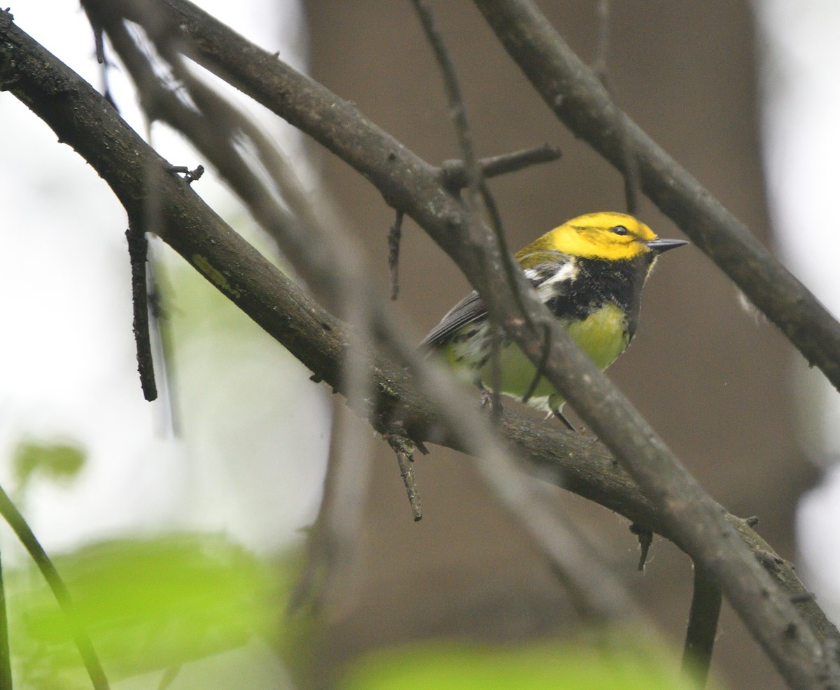 Black-throated Green Warbler - ML574981001