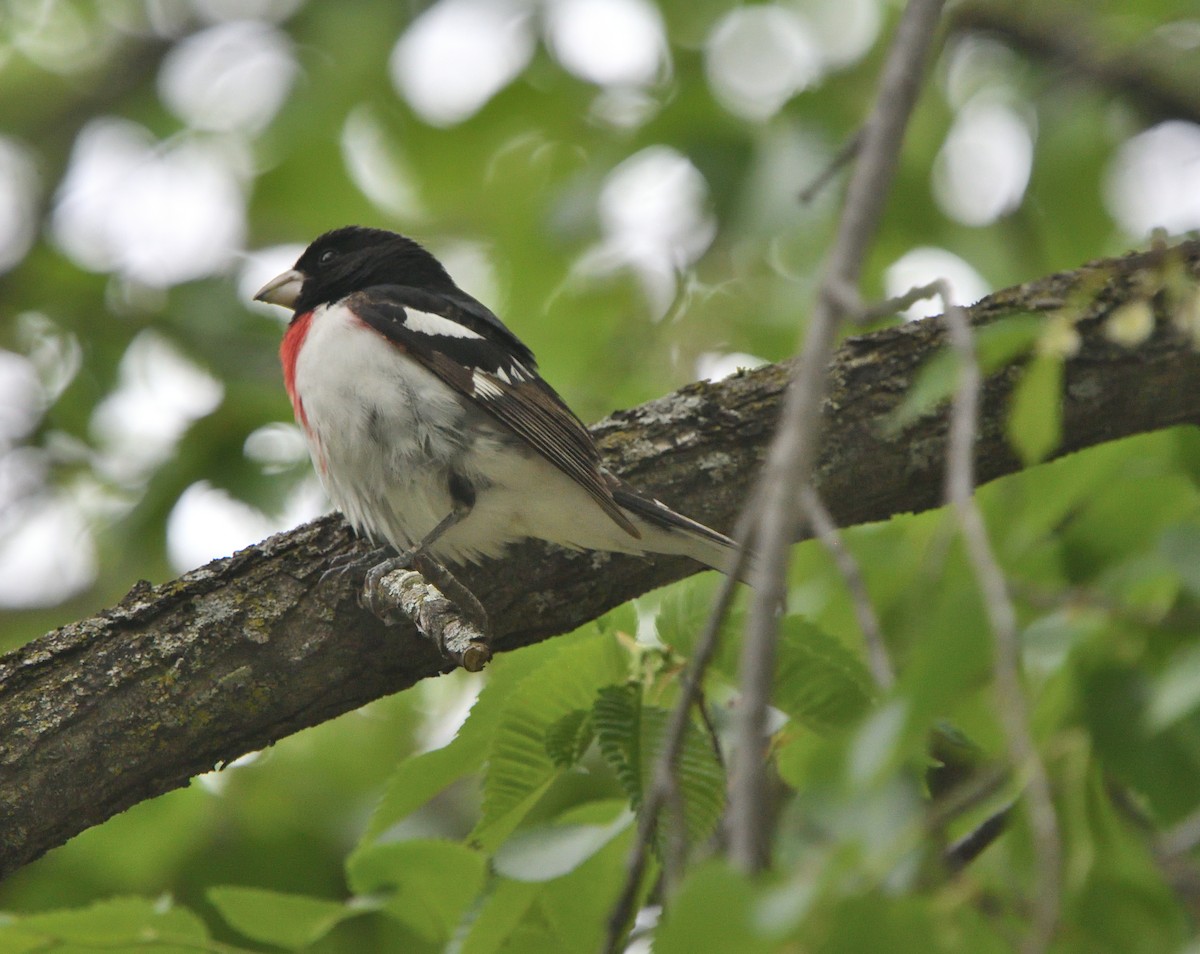 Rose-breasted Grosbeak - ML574981511