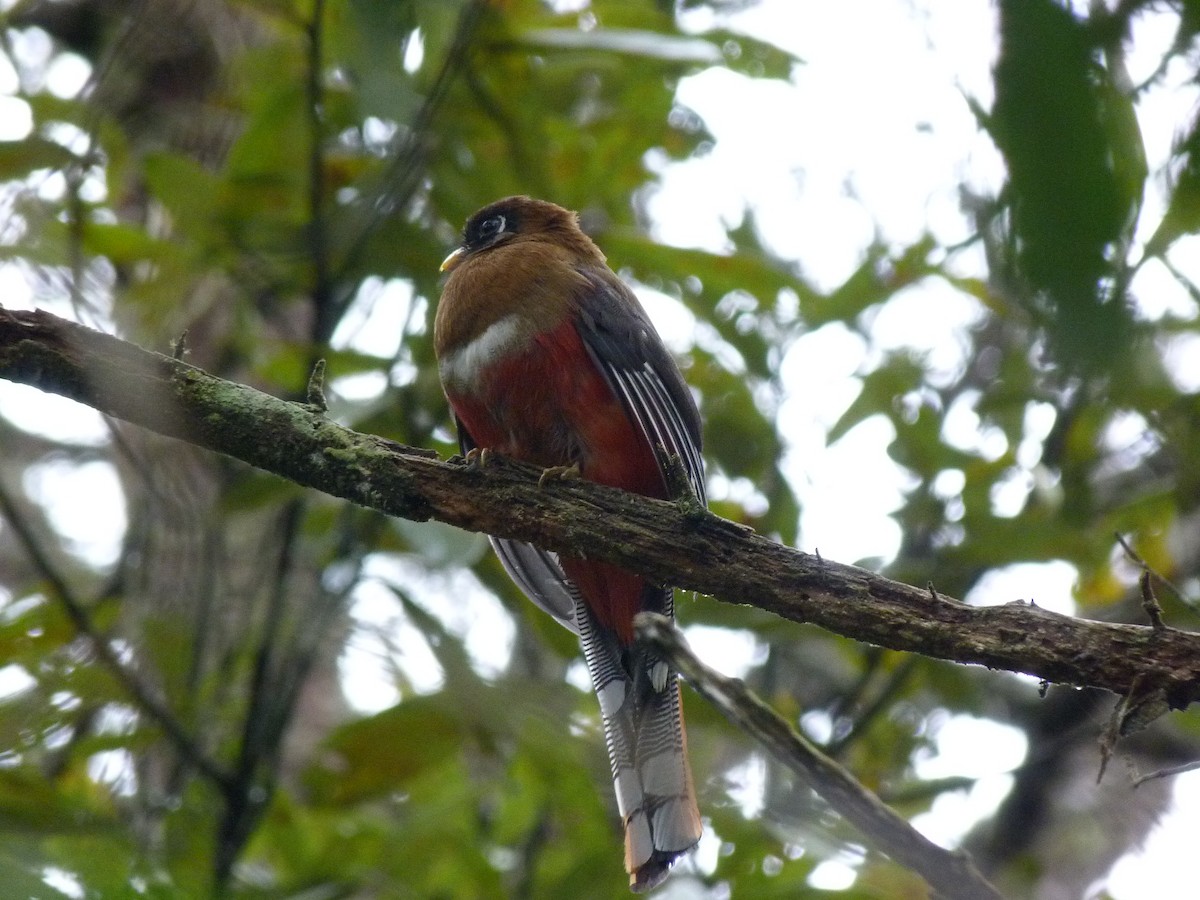 Masked Trogon - ML574981991