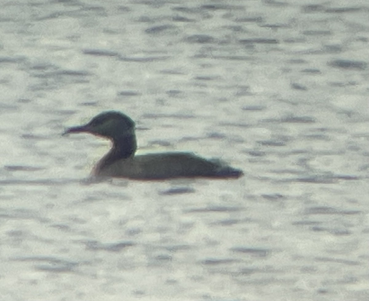 Red-necked Grebe - ML574983251