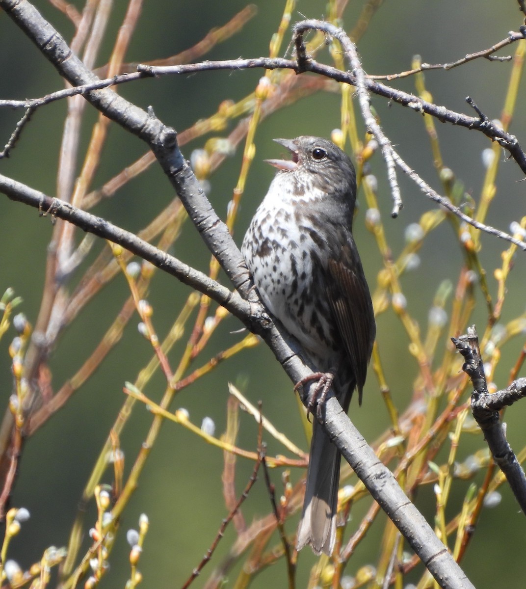 Fox Sparrow (Slate-colored) - ML574983481