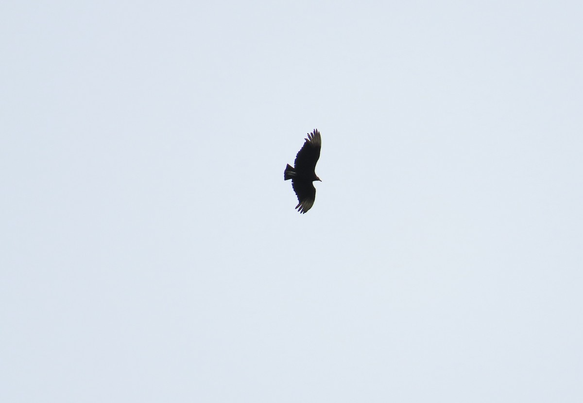 Black Vulture - ML574984531