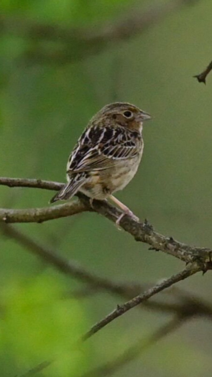 Grasshopper Sparrow - ML574984611