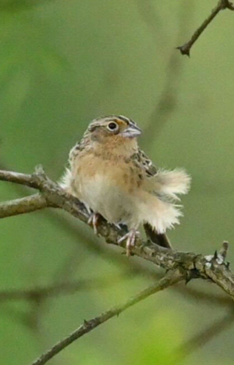 Grasshopper Sparrow - ML574984621